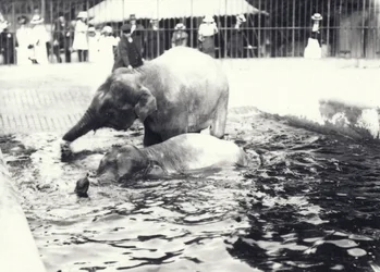 Deux éléphants asiatiques se baignant dans une piscine au zoo de Londres, observés par un gardien et une foule de visiteurs, juin 1914